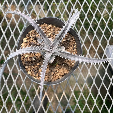 「産直」Dyckia fosteriana