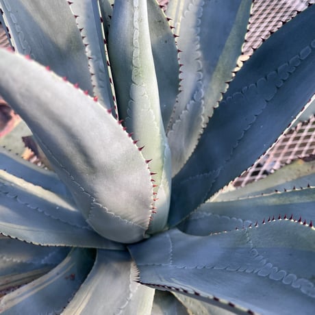 CATEGORY Agave | curious plants works