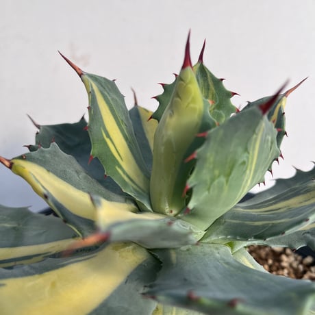 Agave isthmensis ‘youkihi’