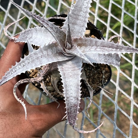 「産直」Dyckia HU-5 Hybrid