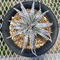 「産直」Dyckia 'Gray Ops'×'Bone'