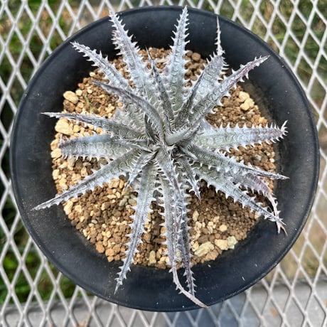 「産直」Dyckia 'Gray Ops'×'Bone'