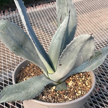 CATEGORY Agave | curious plants works CATEGORY Agave | curious plants works