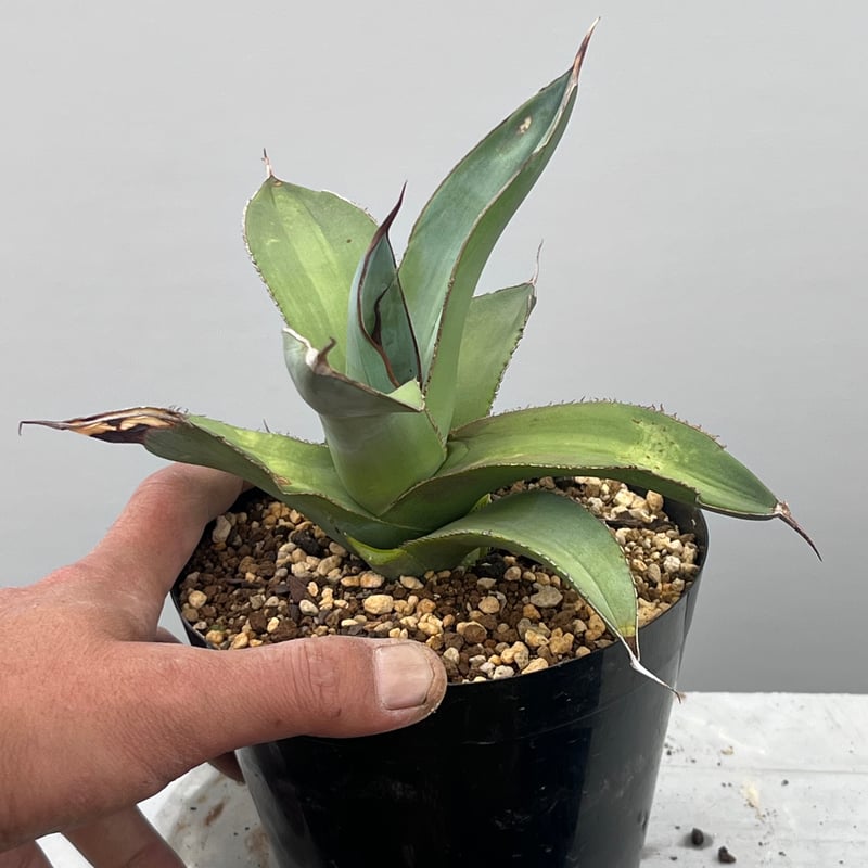 Agave titanota 'Smooth Edge' 1 | curious plants Agave titanota 'Smooth Edge' 1 | curious plants