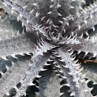 「産直」Dyckia hyb. 'Marilera'×'Heaven&Hell'