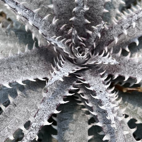 「産直」Dyckia hyb. 'Marilera'×'Heaven&Hell'