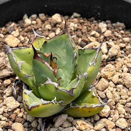 「産直」Agave titanota 'Hades'