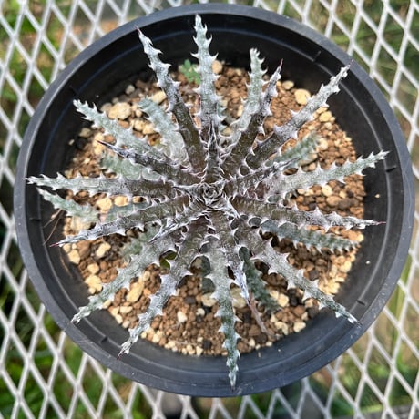 産直」Dyckia 'Brittle Star' hyb (seed from consta