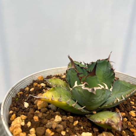 Agave titanota 'phenix'
