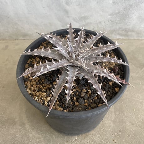 Dyckia ‘Throwing Star’