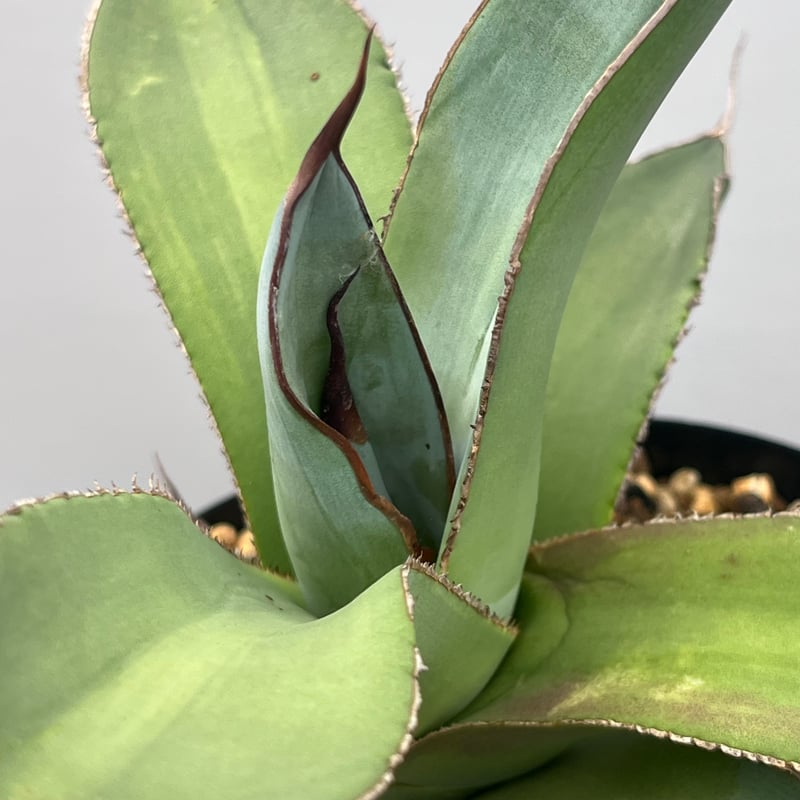 Agave titanota 'Smooth Edge' 1 | curious plants Agave titanota 'Smooth Edge' 1 | curious plants