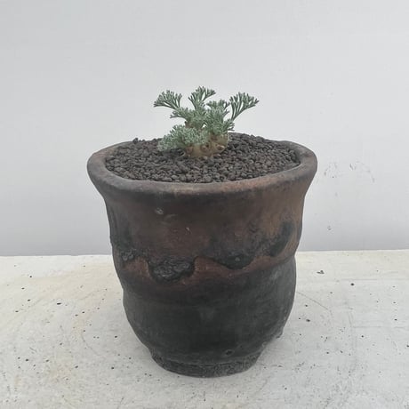 Sarcocaulon multifidum