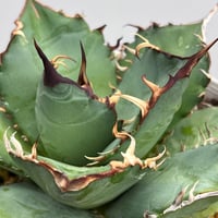 Agave titanota 'phenix' 4
