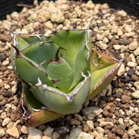 「産直」Agave titanota 'Juggernaut '