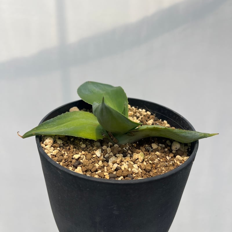 Agave pachycentra 'Flying Saucer' 2 | curious p