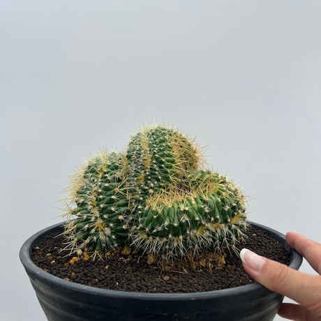 Echinocactus grusonii f. crist.