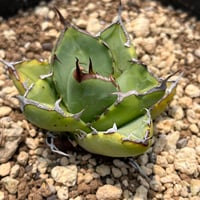 「産直」Agave titanota 'Hades'