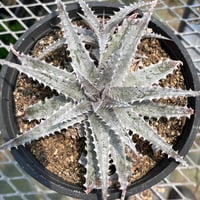 「産直」Dyckia goehringii ×  'Gray ops' 2