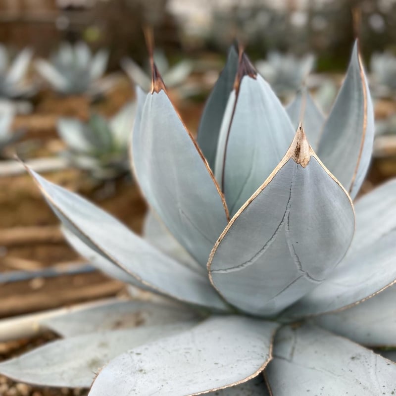 Agave titanota 'Smooth Edge' 1 | curious plants Agave titanota 'Smooth Edge' 1 | curious plants