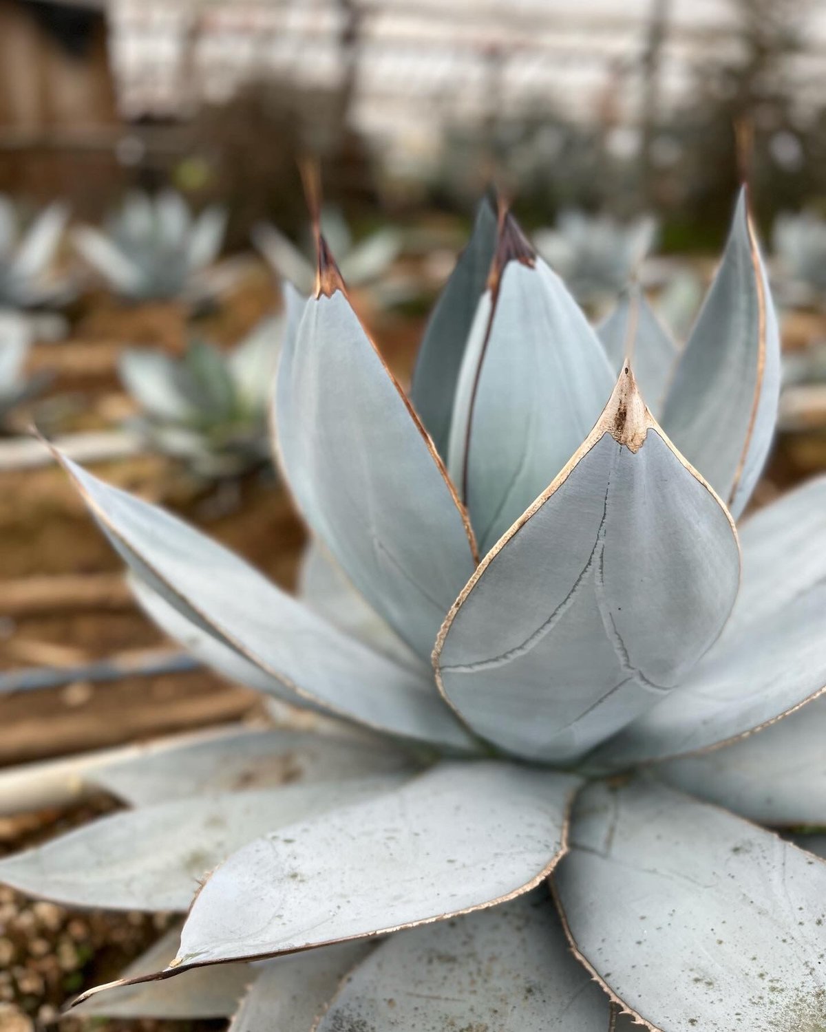 アガベデザーティスムースエッジ - アガベ 