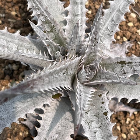 「産直」Dyckia goehringii ×  'Gray ops' 1