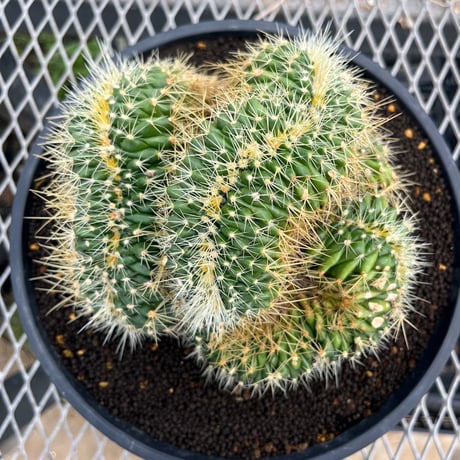 Echinocactus grusonii f. crist.