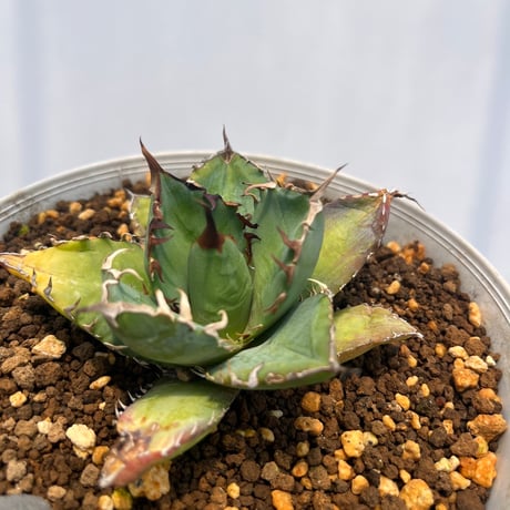 Agave titanota 'phenix'