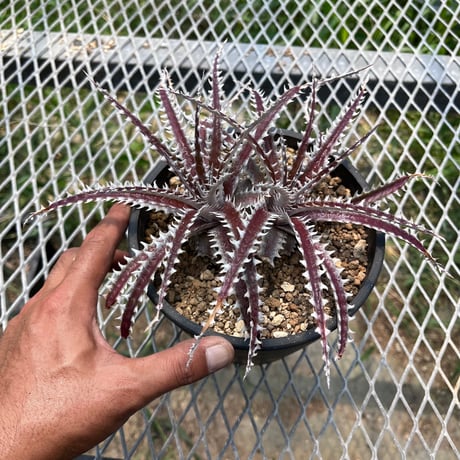「産直」Dyckia 'Katana'