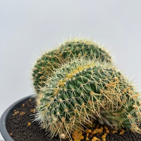 Echinocactus grusonii f. crist.