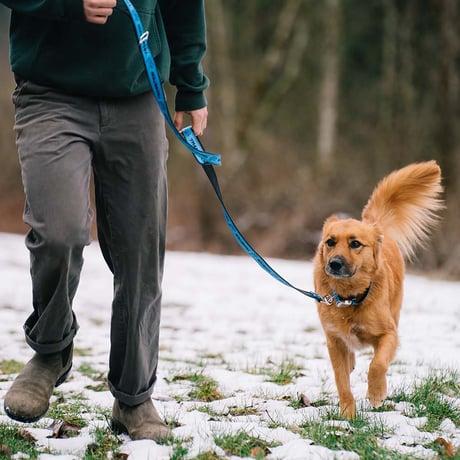 Roller Dawg Leash