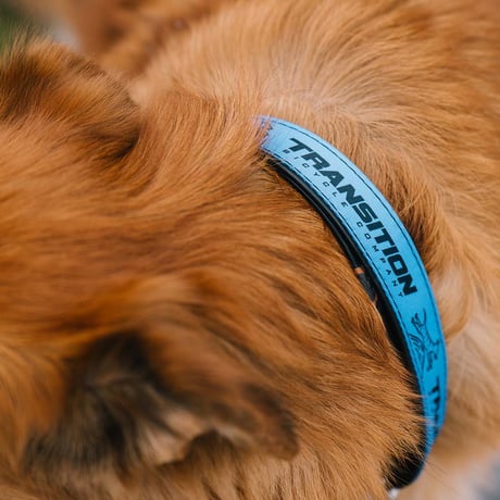 Roller Dawg Collar