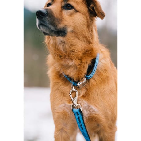 Roller Dawg Collar