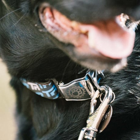 TR Logo Dog Collar