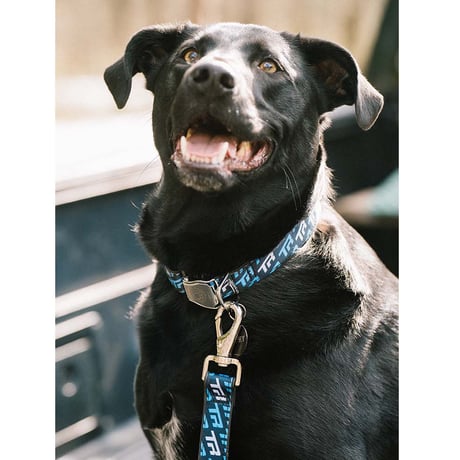 TR Logo Leash