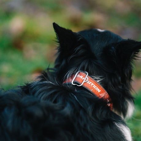 FALL FERN DOG COLLAR