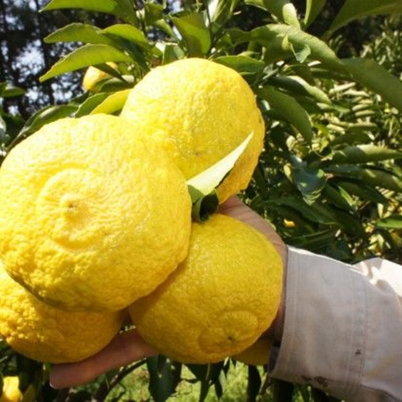 めるちゃんはるか10kg、パール柑5kg はるか（5kg） | エコバイショップ