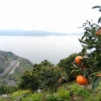 みかんお任せ定期便5kg＊7ヶ月分(11月から5月)