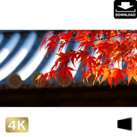 2043010　■ 京都　東寺の紅葉