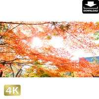 2043025　■ 京都　東寺の紅葉