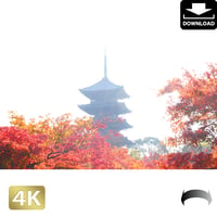 2043033　■ 京都　東寺の紅葉