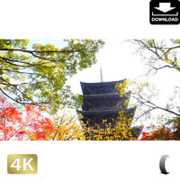 2043021　■ 京都　東寺の紅葉
