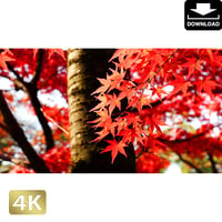 2043015　■ 京都　東寺の紅葉