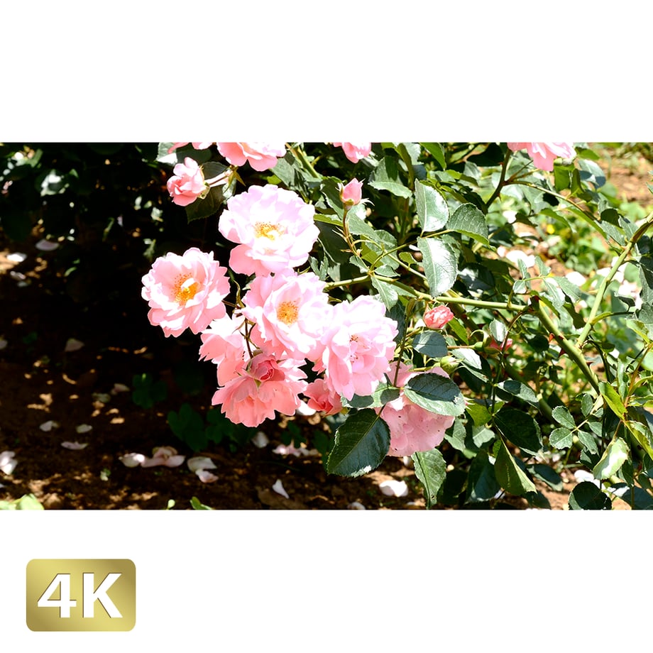 5a7e2eaa27d1cc5bf9001e08