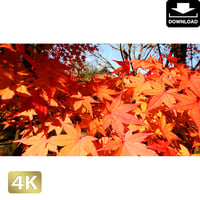 2043045　■ 京都　東寺の紅葉
