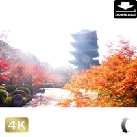 2043040　■ 京都　東寺の紅葉