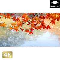 2043004　■ 京都　東寺の紅葉