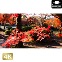 2043046　■ 京都　東寺の紅葉