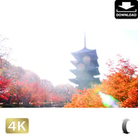 2043041　■ 京都　東寺の紅葉