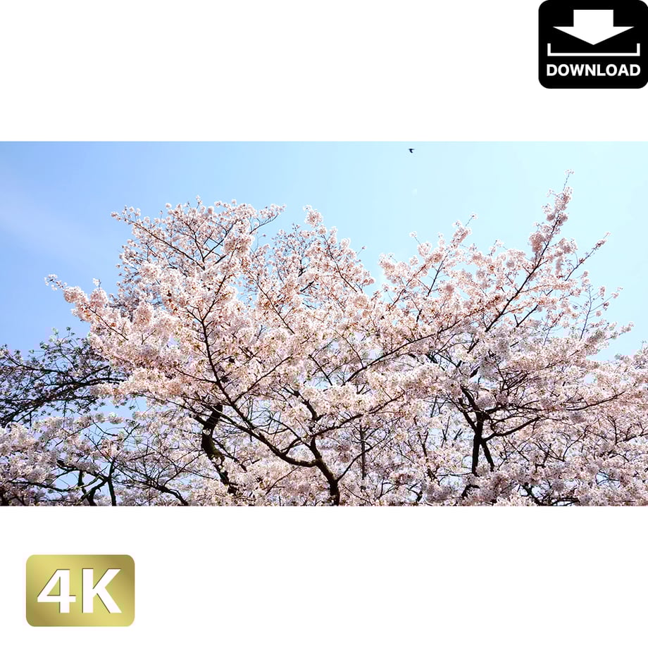 5aac65995f78661b54000263