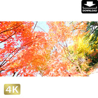 2043043　■ 京都　東寺の紅葉